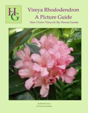 Vireya Rhododendron_image