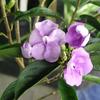 Josie's awesome brunfelsia - yesterday, today and tomorrow