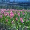 Vanda orchid fields 