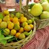 Debbie's calamansi limes & varigated blood lemons